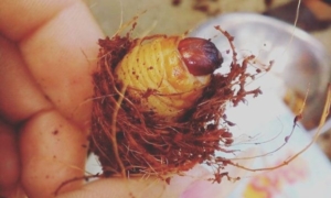 11Coconut worm