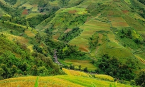 11rice fields in Vietnam