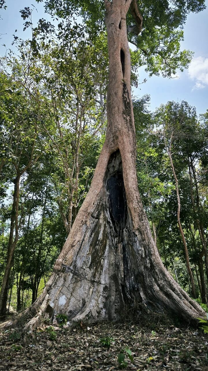 an old tree in phu quoc national park