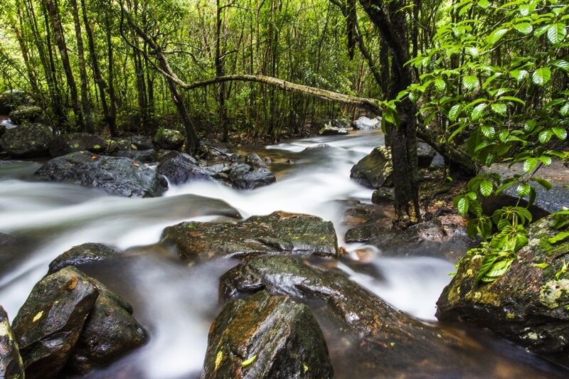beautiful stream in phu quoc national park