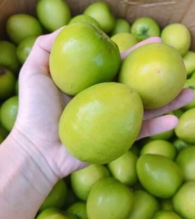 vietnamese apple fruit