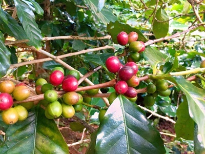 vietnamese coffee fruits