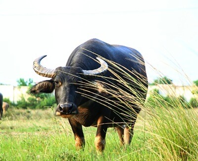 buffalo year horoscope