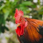 11rooster year horoscope