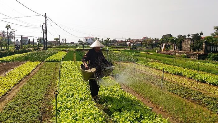watering vegetable in tra que
