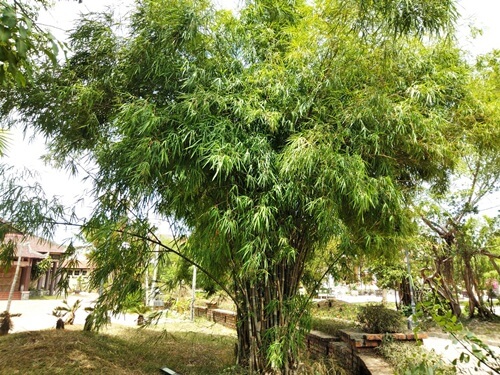 bamboo bush becomes symbol of peaceful countryside