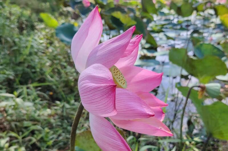 lotus is one of symbols of vietnam