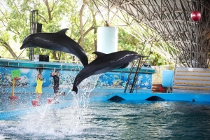 dolphin show in tuan chau