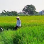11farmer visits rice field
