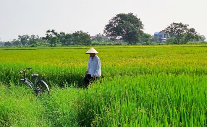 farmer visits rice field