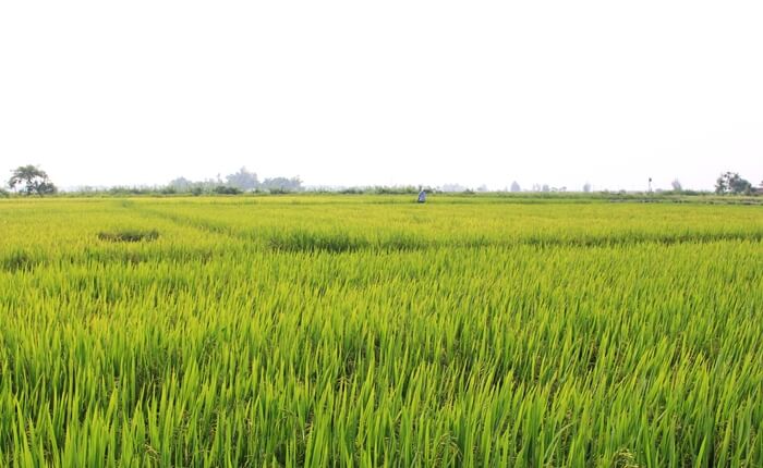 main work of farmer in rice field