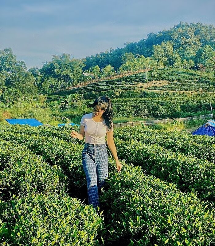 visit tea farm in tan cuong thai nguyen