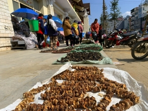 herb in sapa market