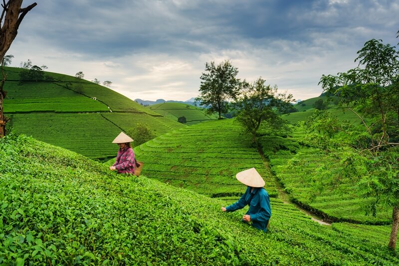 wearing vietnamese conical hat in the farm