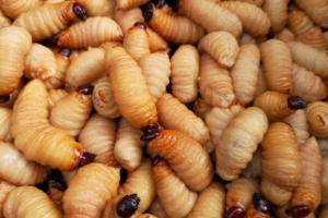 coconut worms