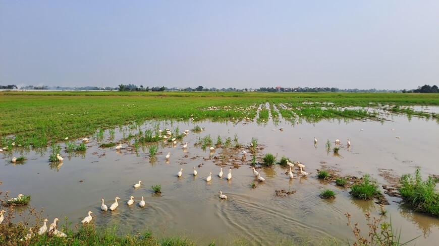 ducks in rice field