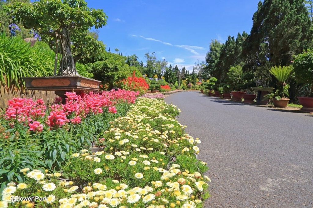 flower in dalat vietnam